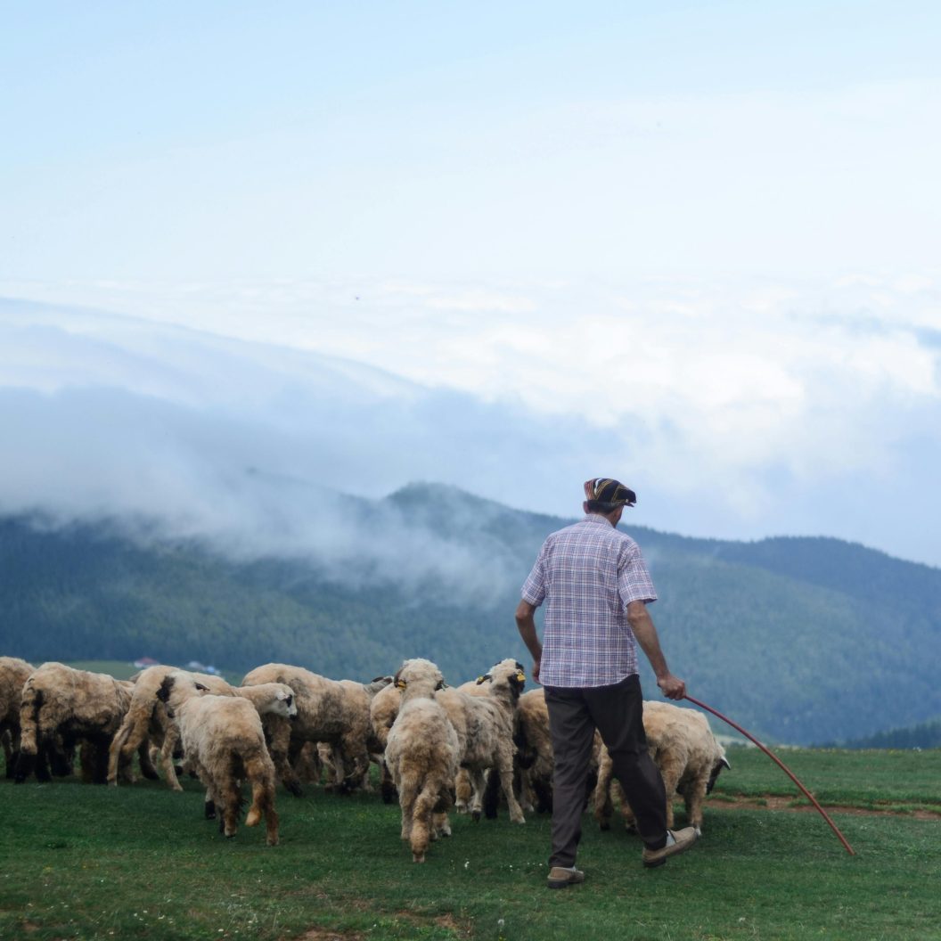 Rencontre technique : Transhumance Hivernale